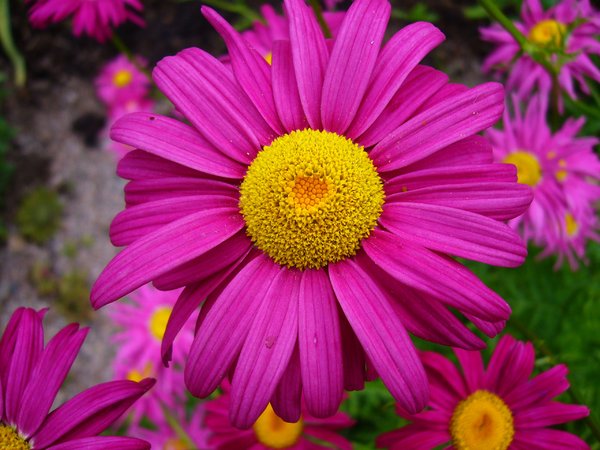Daisy Love Eau So Sweet - Compare to