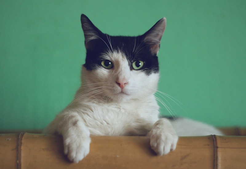 Baby Cat By Ysl-Type Unisex