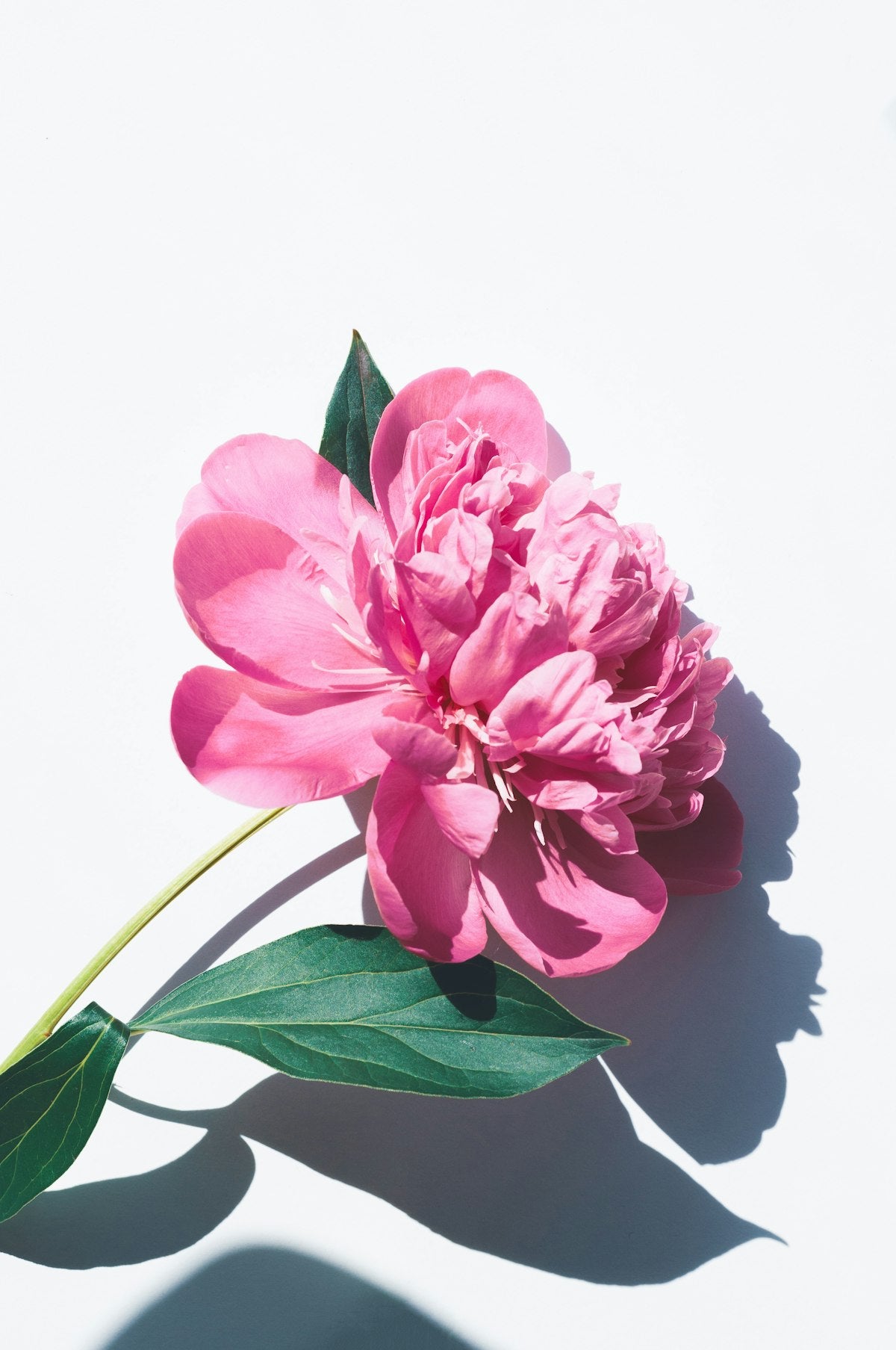 Gucci, Flora, Gorgeous Orchid-Type Women