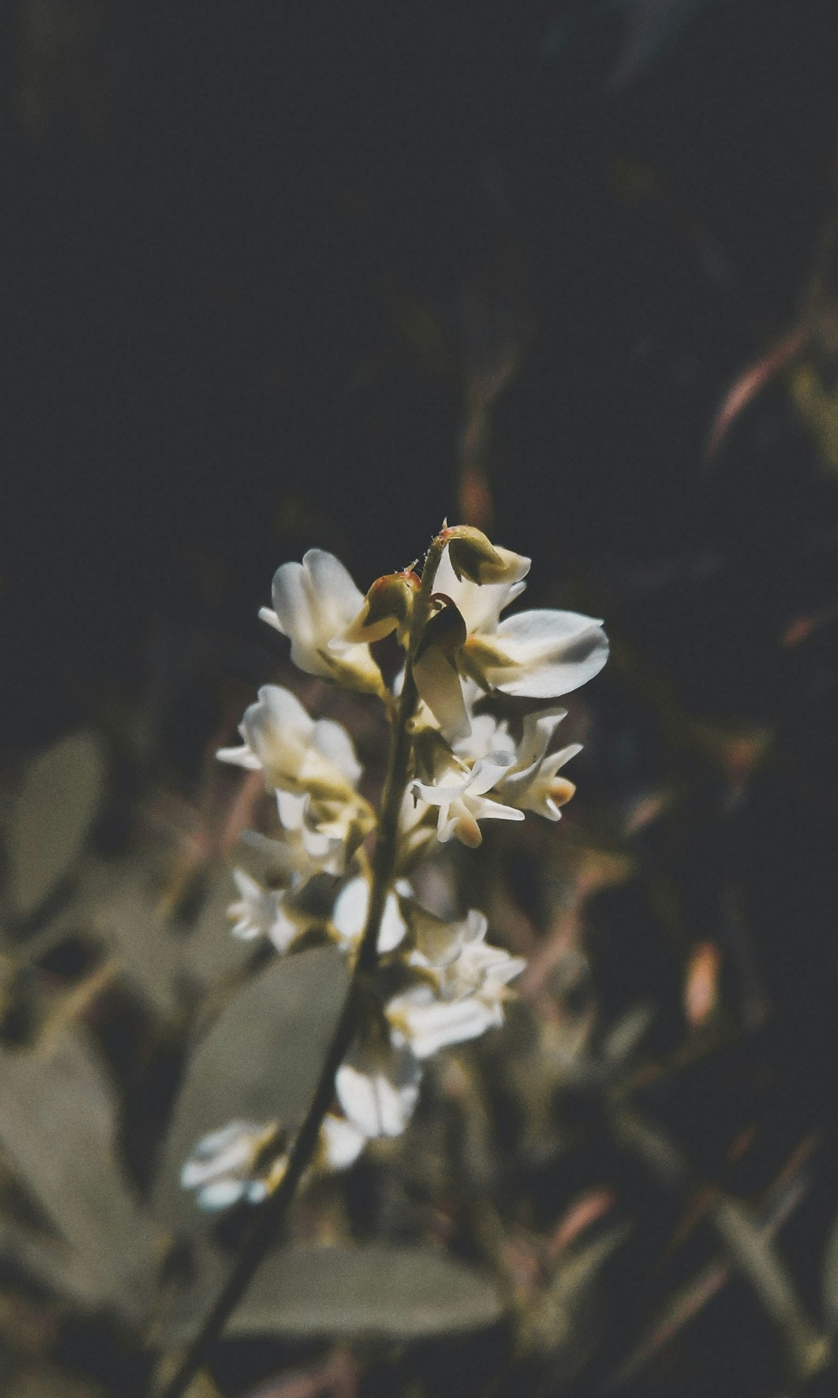 Vanilla Blossom-Type Unisex