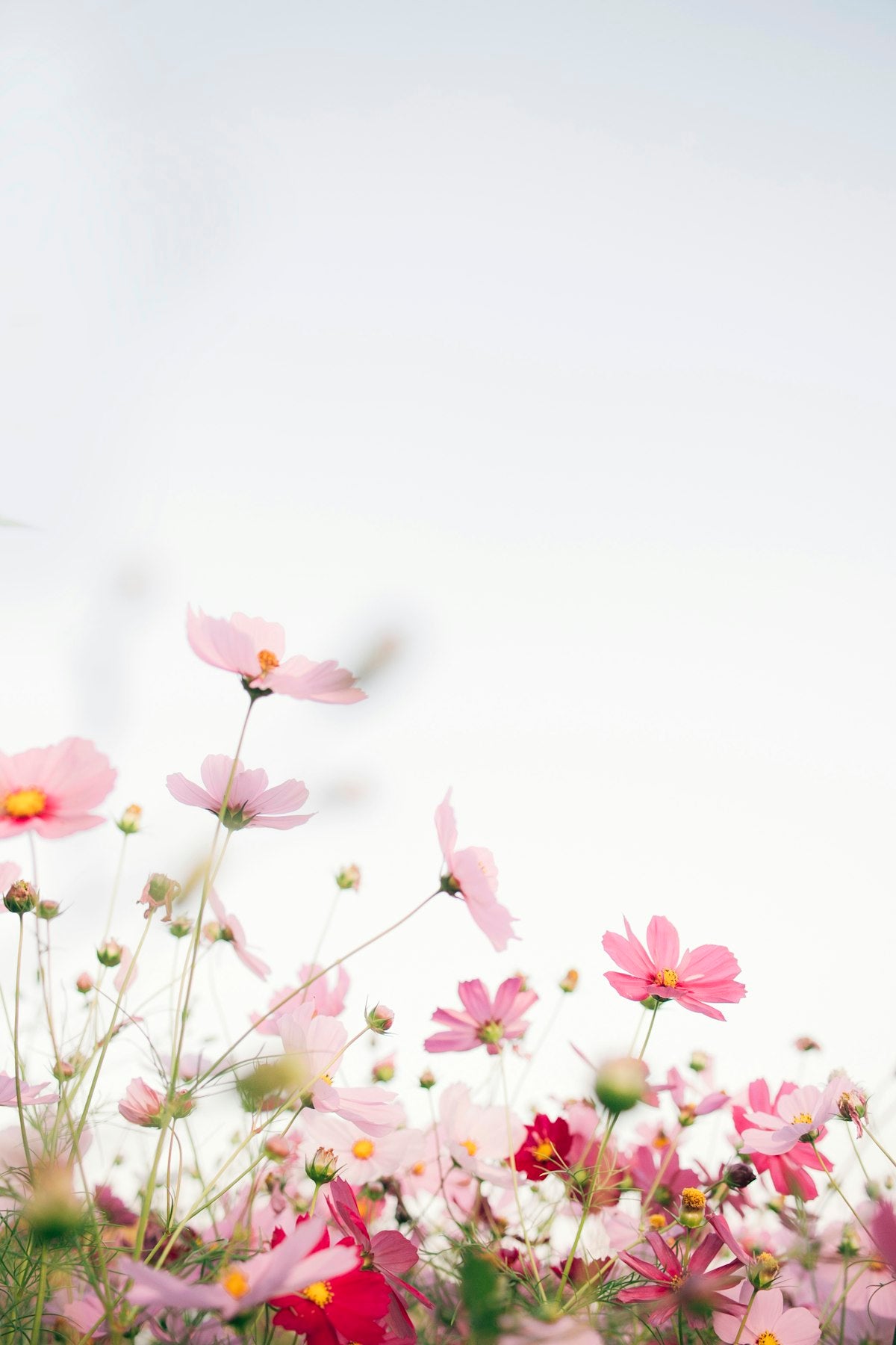 Gucci, Flora-Type Women