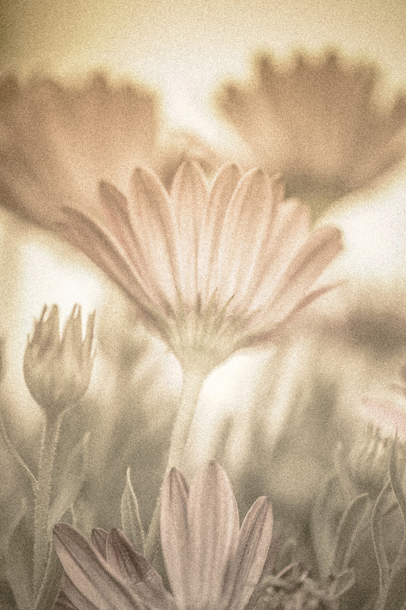 AMBER WHITE by SOE