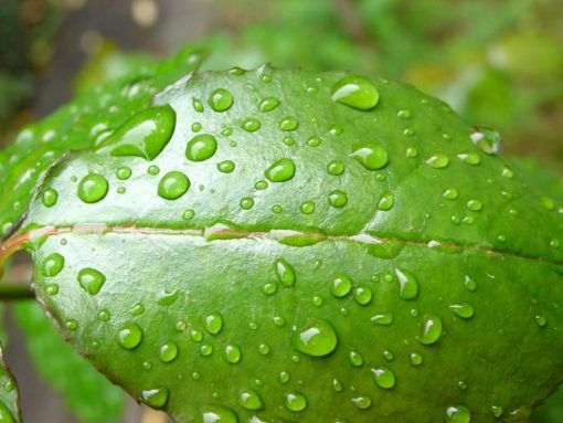 TEA TREE by Secret of Essence