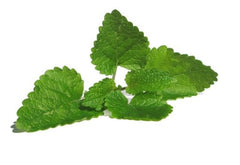SPEARMINT by Secret of Essence