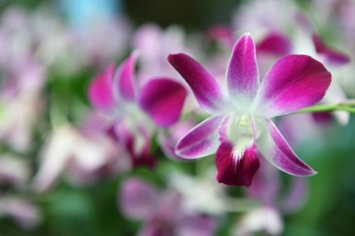 PURPLE ORCHID by SOE