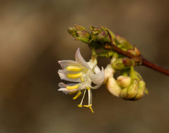 HONEYSUCKLE by Secret of Essence Natural’s