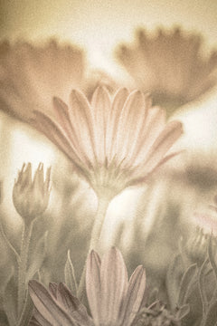 Gucci Bloom by Gucci - Compare