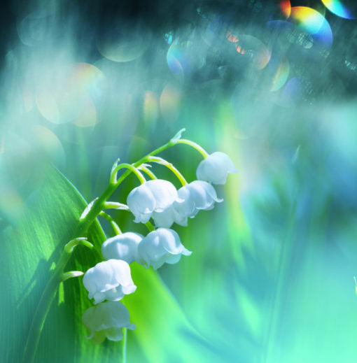 lily of the valley flower essence LILY OF THE VALLEY by Secret of Essence