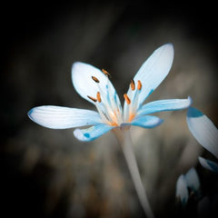 REB’L FLEUR - Type Women